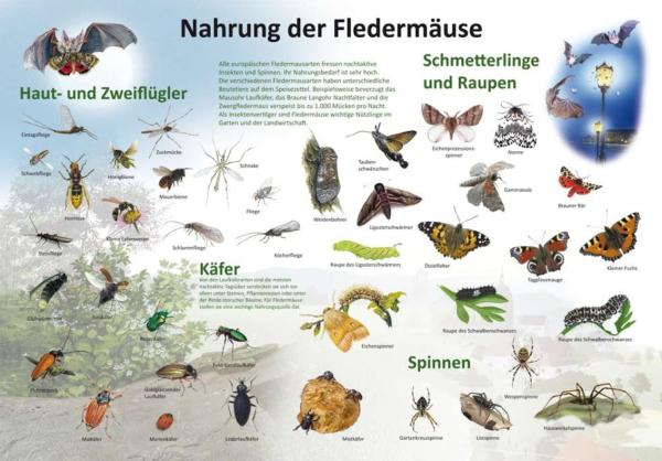 Bild- und Lehrtafel: Nahrung der Fledermäuse